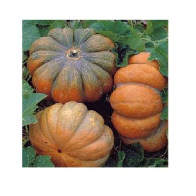 Viet Nam high quality Frozen pumpkins/ cheap Frozen pumpkins whatsapp +84 845 639 639