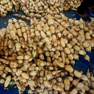 Lotus Root Sliced / Lotus root frozen