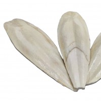 Amazing Price Cuttlefish bone cuttle fish bone cuttlebone for bird / animal food in bulk