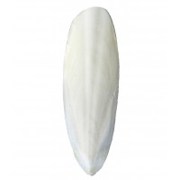 CUTTLEFISH BONE FOR BIRD FEED AND TURTLE FEED FROM VIETNAM (AMY +84 383 655 628)